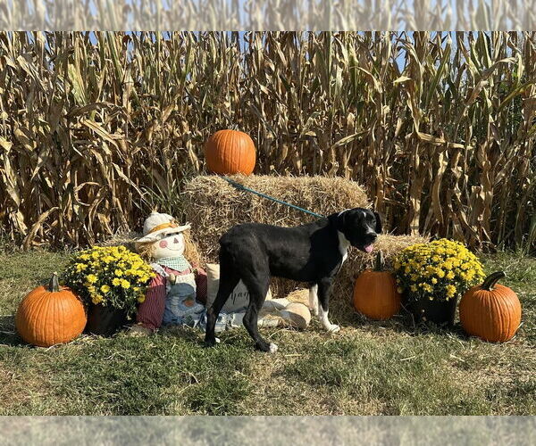Medium Photo #4 American Pit Bull Terrier Puppy For Sale in Evansville, IN, USA
