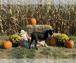 Small #3 American Pit Bull Terrier
