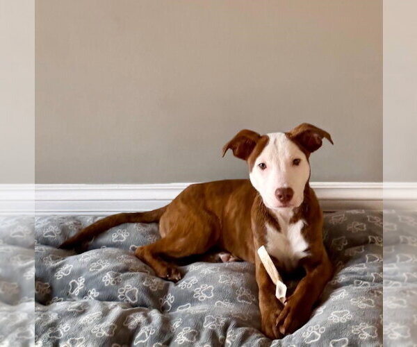 Medium Photo #14 Mutt Puppy For Sale in Plainfield, IL, USA