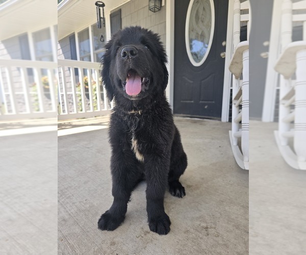 Medium Photo #8 Newfoundland Puppy For Sale in TILTON, IL, USA