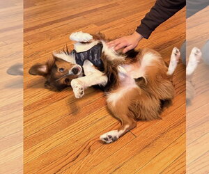 Kane - Male Australian Shepherd Dog for Adoption - Photo #2