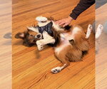 Small Photo #2 Australian Shepherd Puppy For Sale in Oakhurst, NJ, USA