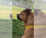 Small #1 American Pit Bull Terrier