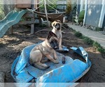Small Photo #19 Malinois Puppy For Sale in ORCHARDS, WA, USA