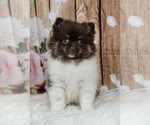 Puppy 13 Pomeranian