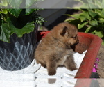 Puppy 5 Pomeranian