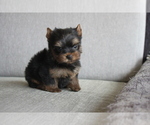 Small Photo #5 Yorkshire Terrier Puppy For Sale in SAN JOSE, CA, USA