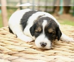 Small #4 Bernedoodle
