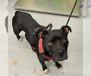 American Pit Bull Terrier-Unknown Mix Dogs for adoption in Waco, TX, USA