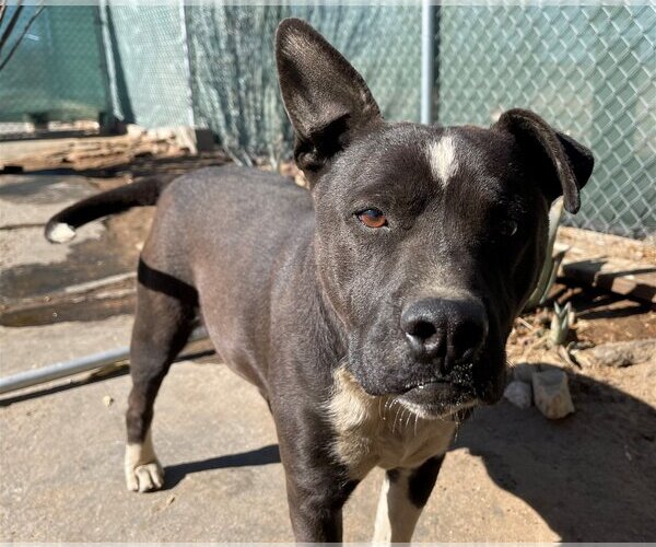 Medium Photo #6 American Staffordshire Terrier-Boxer Mix Puppy For Sale in Apple Valley, CA, USA