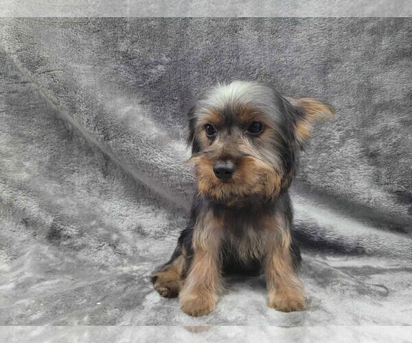 Medium Photo #2 Mutt Puppy For Sale in Lincolnwood, IL, USA