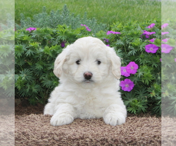 Medium Photo #1 Poodle (Miniature)-Sheepadoodle Mix Puppy For Sale in STRASBURG, PA, USA