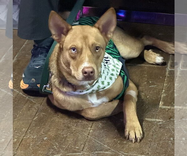 Medium Photo #13 Australian Kelpie-Unknown Mix Puppy For Sale in Valrico, FL, USA