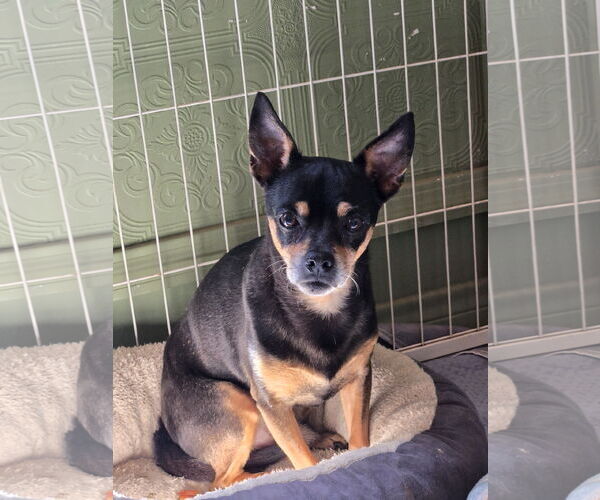 Medium Photo #2 Chihuahua Puppy For Sale in Fallbrook, CA, USA