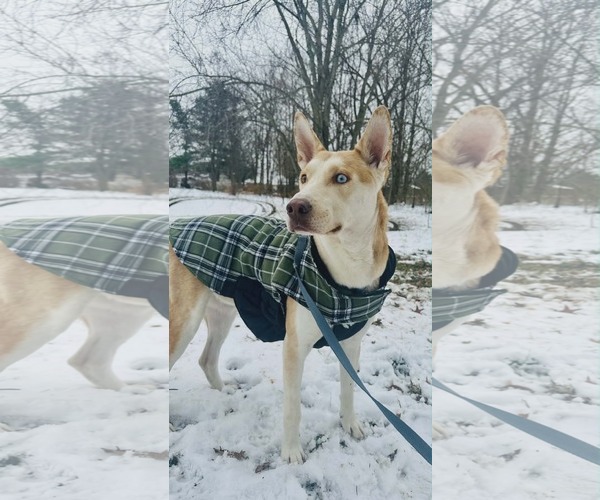 Medium Photo #6 Siberian Husky-Unknown Mix Puppy For Sale in Westwood, NJ, USA