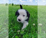 Small Photo #12 Border Collie Puppy For Sale in NORBORNE, MO, USA