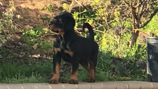 Rottweiler Puppy for sale in OAKLEY, CA, USA
