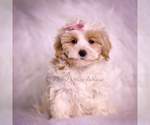 Puppy Willow Maltipoo (Miniature)