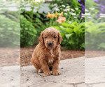 Puppy 5 Goldendoodle
