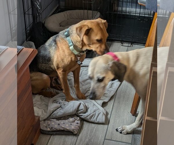 Medium Photo #7 Mutt Puppy For Sale in Sanford, FL, USA