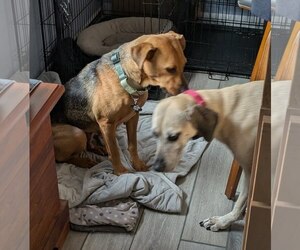 Rosemary  *FH* - Female Mutt Dog for Adoption - Photo #7