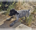 Small Photo #81 German Shorthaired Pointer Puppy For Sale in EVANSVILLE, WY, USA