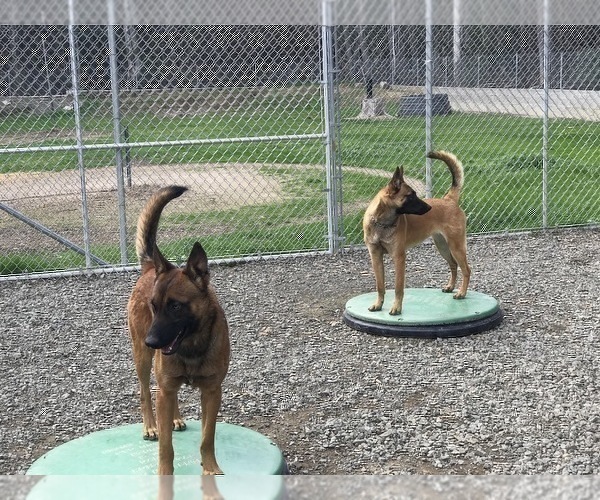 Medium Photo #7 Belgian Malinois Puppy For Sale in VACAVILLE, CA, USA