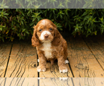 Small #15 Cocker Spaniel
