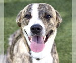 Small Labrador Retriever Mix