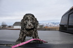 Small Photo #1 Gordon Setter-Poodle (Standard) Mix Puppy For Sale in LEWISTON, UT, USA
