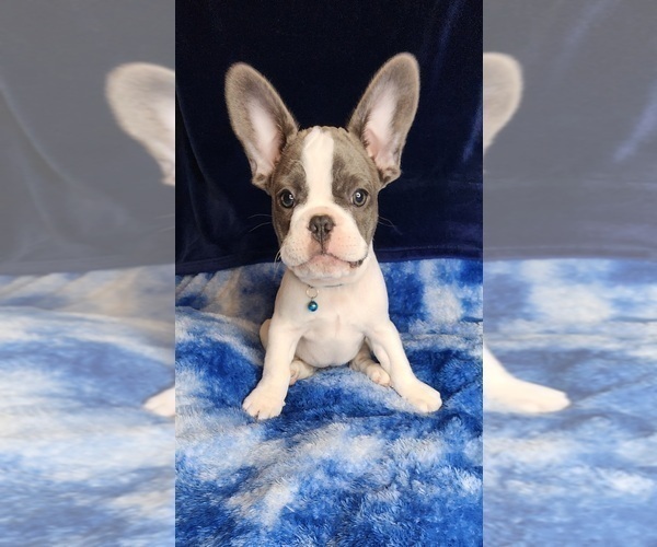 Medium Photo #1 French Bulldog Puppy For Sale in SALEM, OR, USA