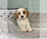 Image preview for Ad Listing. Nickname: Coco