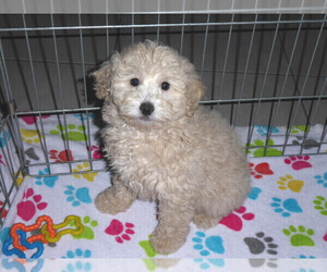 Poodle (Miniature) Puppy for sale in ORO VALLEY, AZ, USA