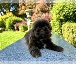Small Photo #6 Shih Tzu Puppy For Sale in HAYWARD, CA, USA
