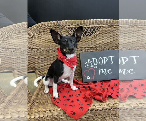 Medium Photo #1 Rat Terrier-Unknown Mix Puppy For Sale in Rockaway, NJ, USA