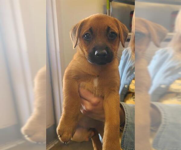 Medium Photo #1 Dachshund-Unknown Mix Puppy For Sale in San Antonio, TX, USA