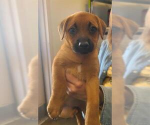 Dachshund-Unknown Mix Dogs for adoption in San Antonio, TX, USA