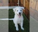 Small Siberian Husky Mix