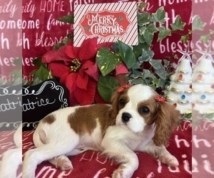 Cavalier King Charles Spaniel Puppy for sale in ABILENE, TX, USA