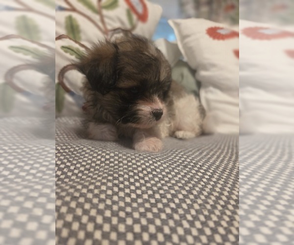 Medium Photo #30 Maltipom Puppy For Sale in HUDSON, MA, USA
