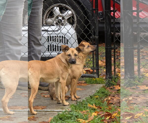 Medium Photo #4 Mutt Puppy For Sale in Arlington, WA, USA