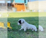 Small Photo #2 French Bulldog-Maltese Mix Puppy For Sale in BAKERSFIELD, CA, USA