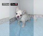 Puppy 2 French Bulldog