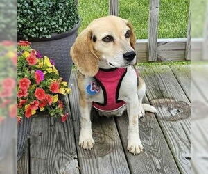 Beagle Dogs for adoption in Batavia, OH, USA