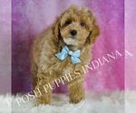 Puppy Wiggles Poodle (Toy)