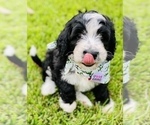 Small Photo #16 Bernedoodle Puppy For Sale in FLEMING ISLAND, FL, USA