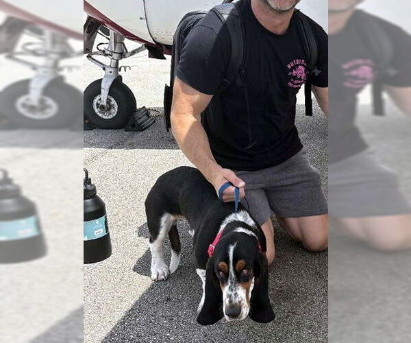 Medium Photo #5 Basset Hound Puppy For Sale in Deepwater, NJ, USA