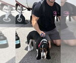 Small #4 Basset Hound