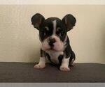 Small Photo #7 French Bulldog Puppy For Sale in IMPERIAL BCH, CA, USA