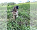 Small Photo #3 Pyredoodle Puppy For Sale in HARROGATE, TN, USA